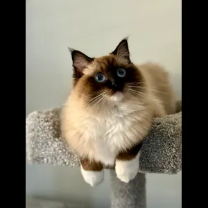 Aisha Iqbal Aisha Iqbal